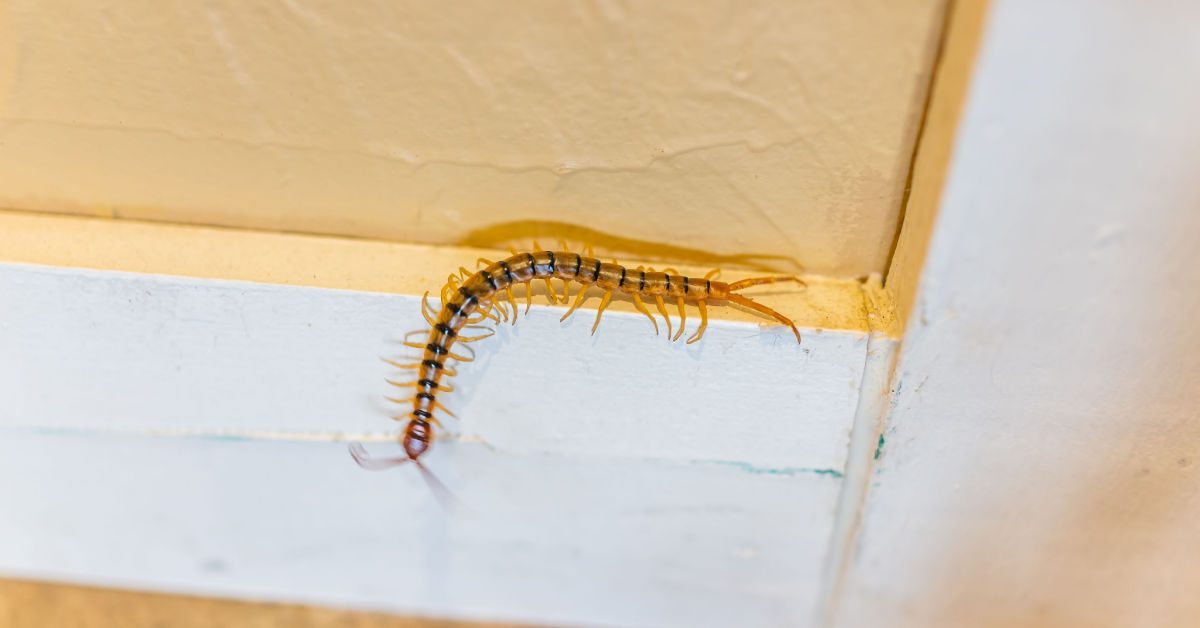 Signs Of House Centipede Infestation NJ Pest Control