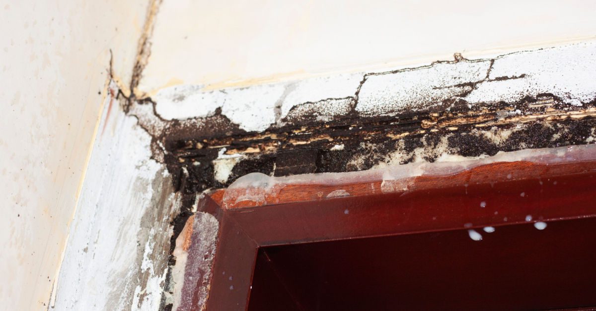 Watch Out! Dangers & Health Risks Of Termites NJ Pest Control