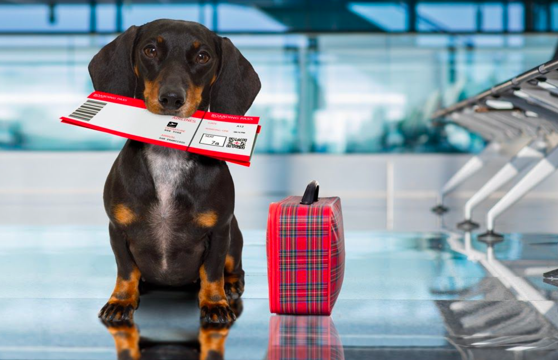 travelwithpets 4paws