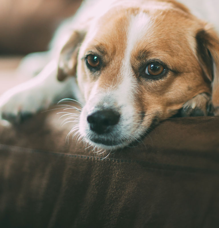 Pet information 4paws