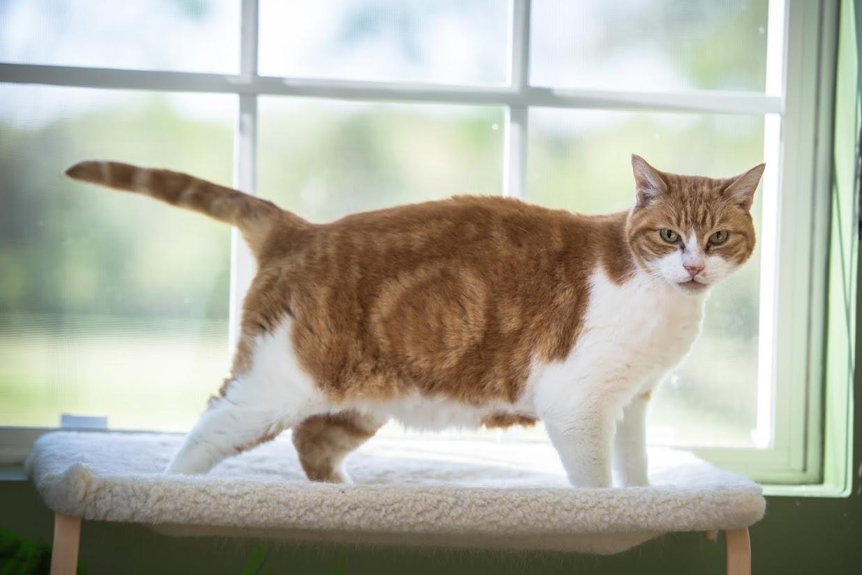 Pawticulars Four Paws Pet Resort