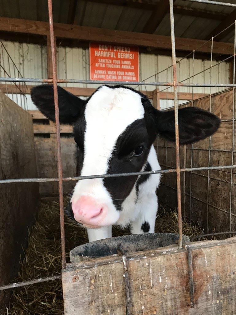 Mt. Crawford Creamery 4P Foods