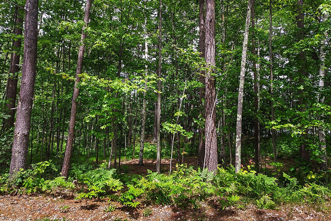 Northern WI Secluded Lakefront Property Rhinelander, WI Area