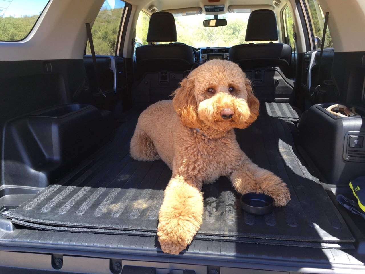 Post pics of your 4runner with your pet ) Toyota 4Runner Forum