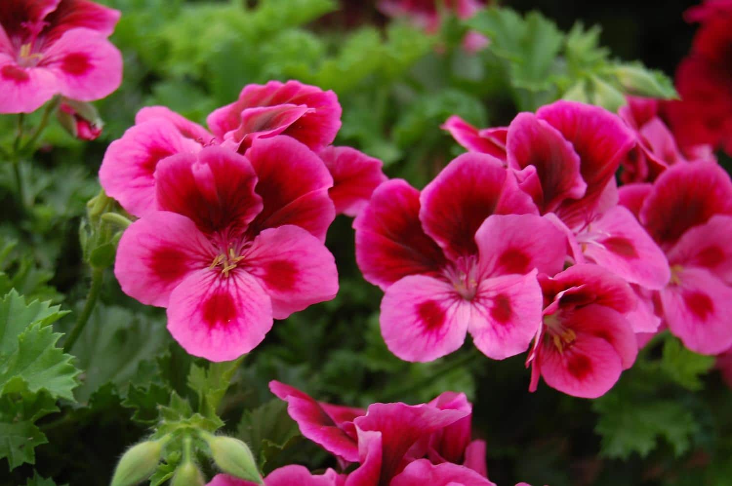 Geraniums 4 Seasons Vegie Farm