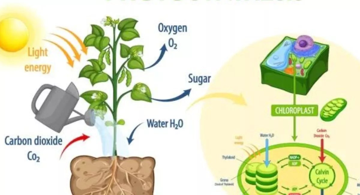 Artificial Photosynthesis 2023