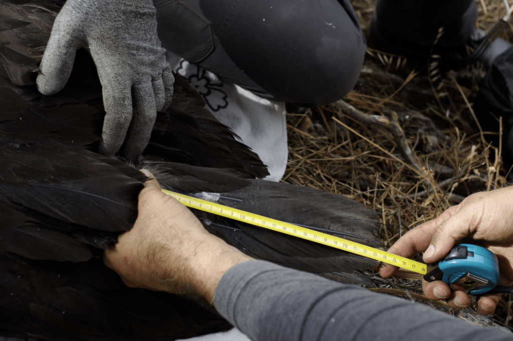 Following the movements of yet another Portuguese Cinereous Vulture
