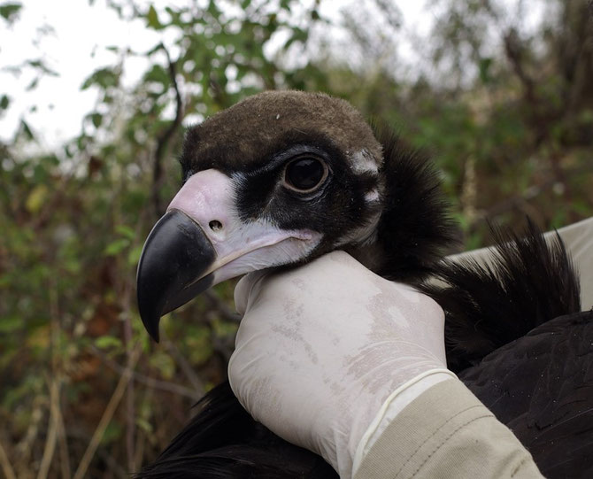 Following the movements of yet another Portuguese Cinereous Vulture