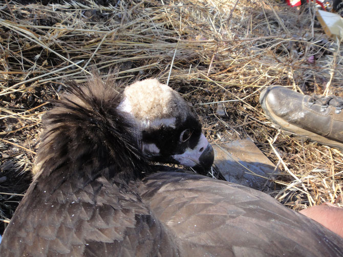 The GPS movements of the firstever wild Portuguese Cinereous Vulture