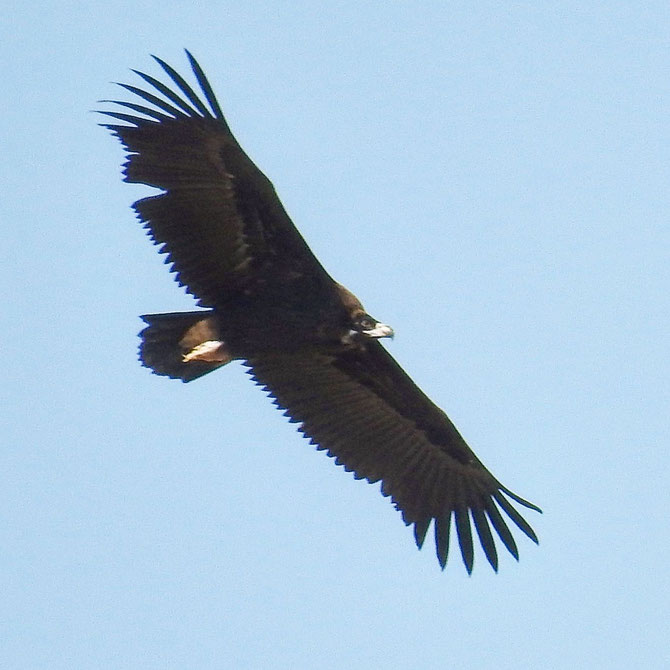 Cinereous Vulture spotted flying over Azraq Wetland Reserve (Jordan