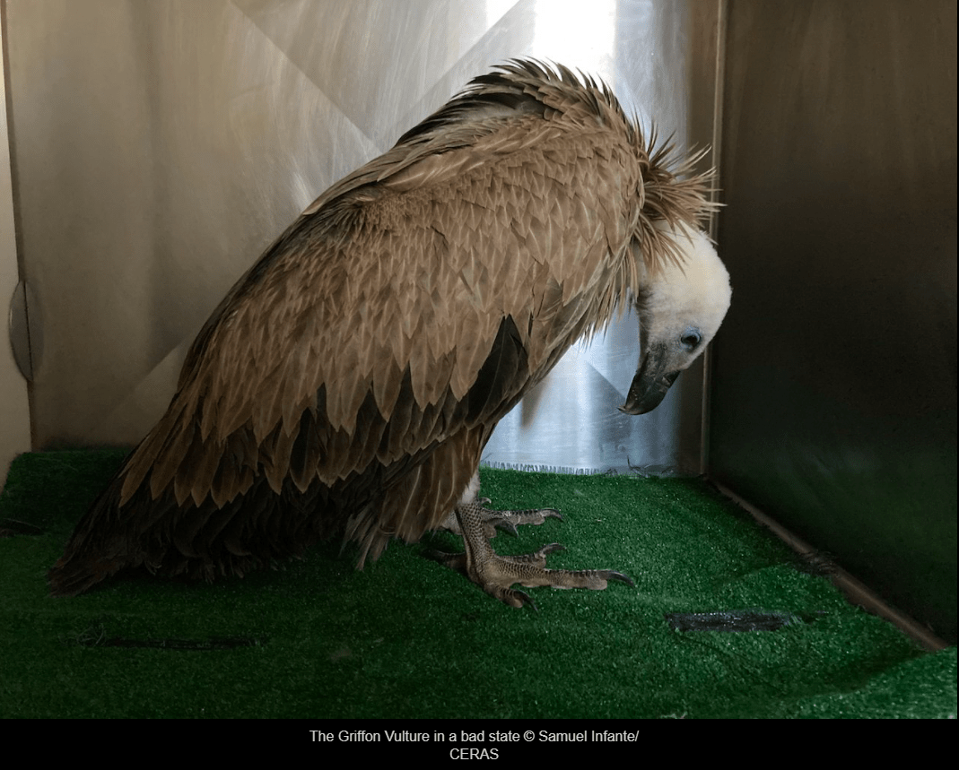 Portuguese Griffon Vulture returned to nature after surviving illegal
