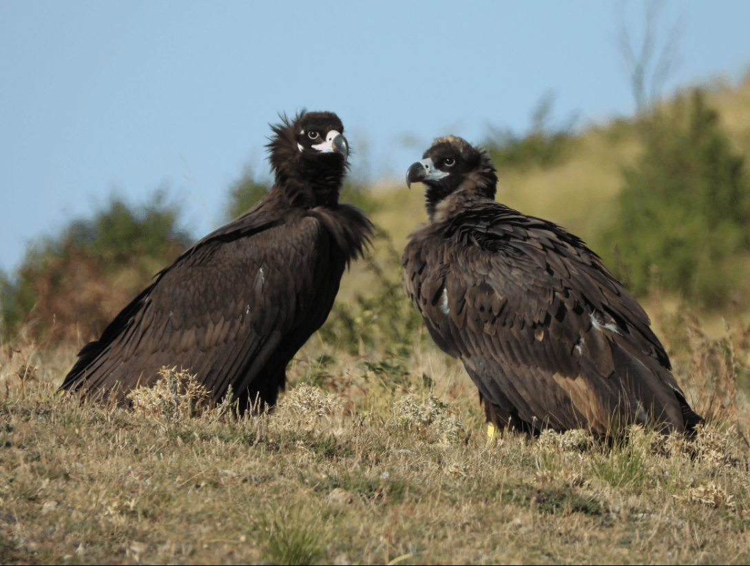 Vultures are spectacular. Here are 9 fascinating vulture facts that