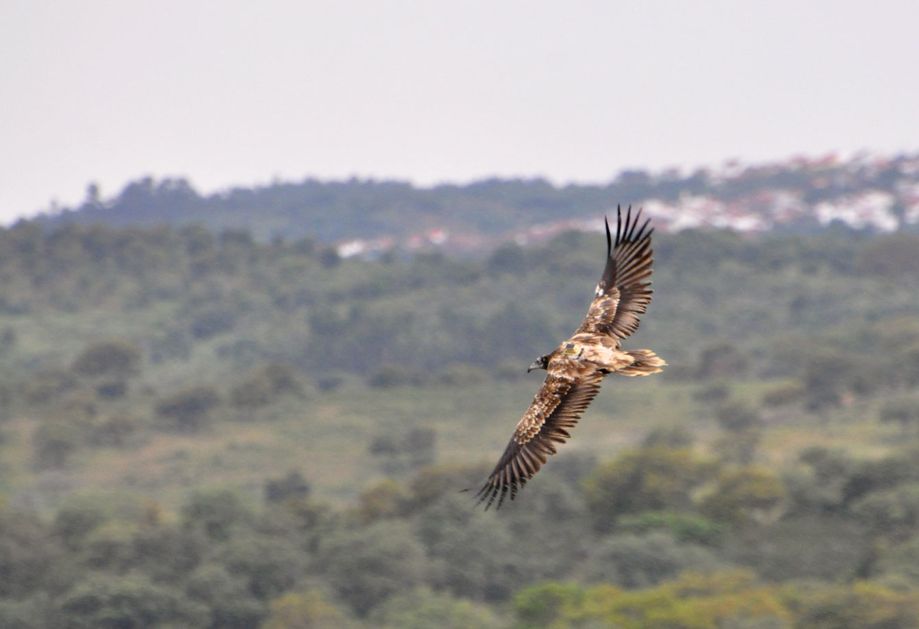 Why are vultures important? Vulture Conservation Foundation