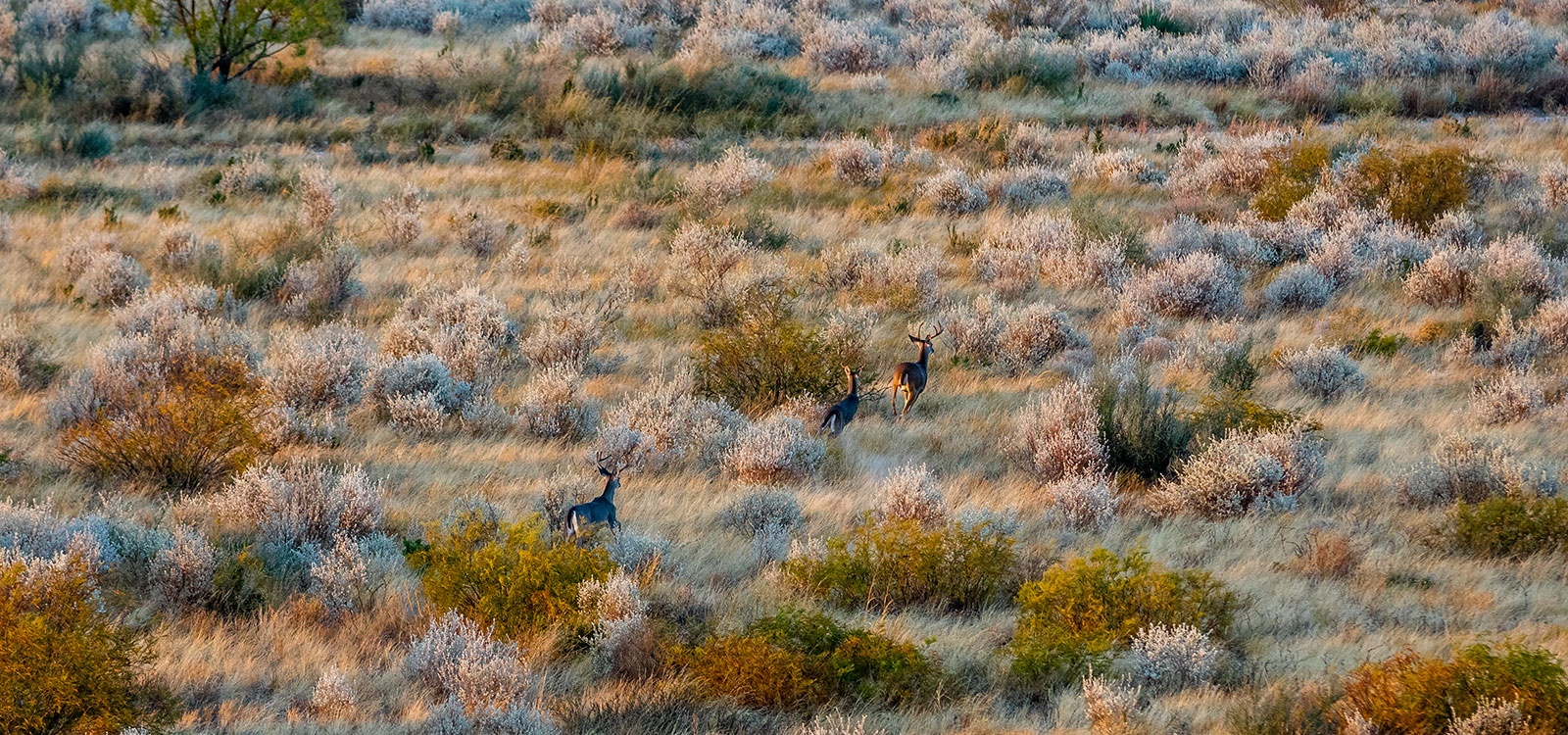 Home Cinco Ranch South Texas Hunting & Fishing El Indio, Texas