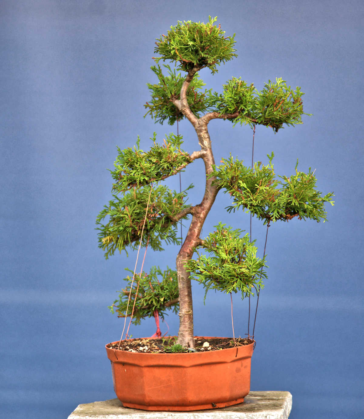 Bonsai Tuja szmaragd do formowania. 7365131672 oficjalne archiwum