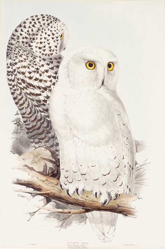 Snowy Owl, Edward Lear; Artist From sketches by John Gould