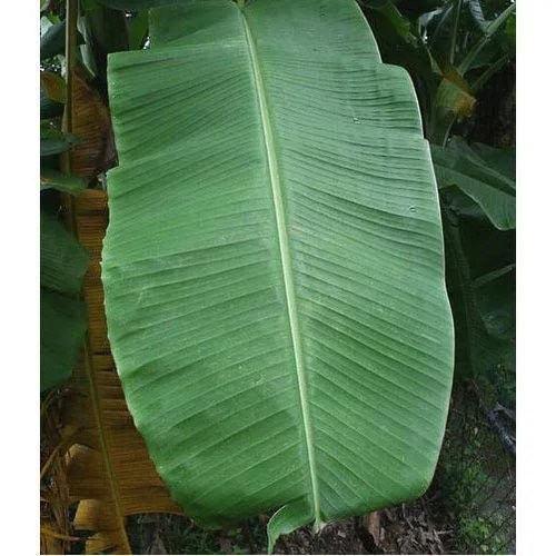 Paper Banana Leaf in Vellore, Tamil Nadu Get Latest Price from