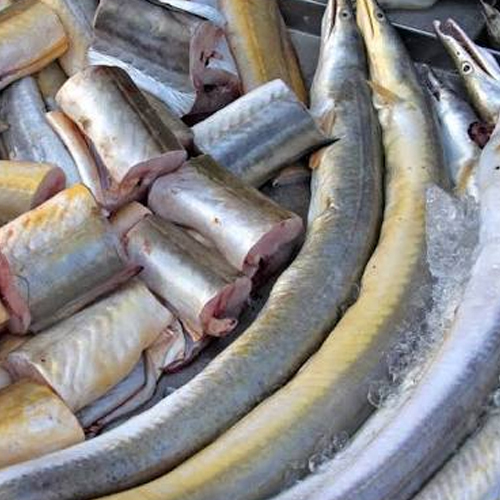 Vaam Fish, For Restaurant And Household, Rs 100 /kilogram Ocean Hop