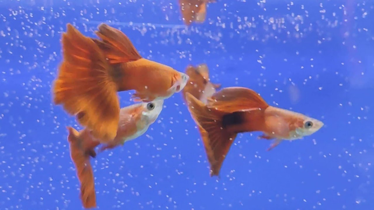 Java Red Guppy, Packaging Type Box, Rs 500 /pair Panakkal