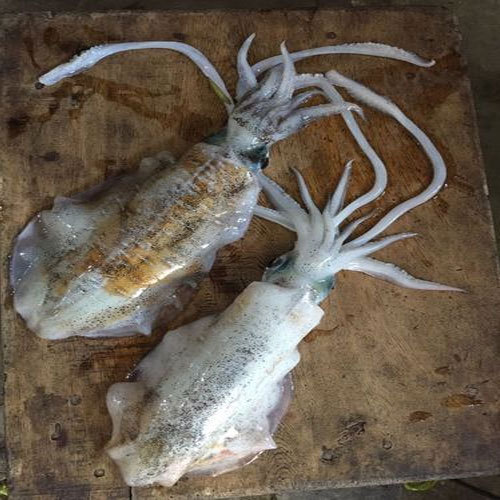 Thondi Squid Fish, Grade A, Rs 200 /kg Sathis ID 16975939862