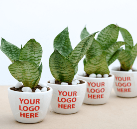 Gift Plants Collection Corporate Gifts, Birthday Gifts, Anniversary