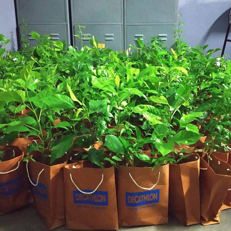 Return Gift for Live Plants at Rs 35/piece Return Gifts in Chennai in