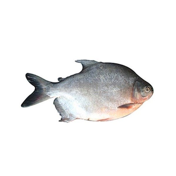 Frozen Roopchand Fish, 10kg, Packaging Type Box, Rs 120 /kilogram ID