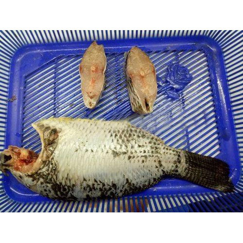 Tilapia Frozen Whole or Dressed, Packaging Type Plastic Bag, 20 Kg Per