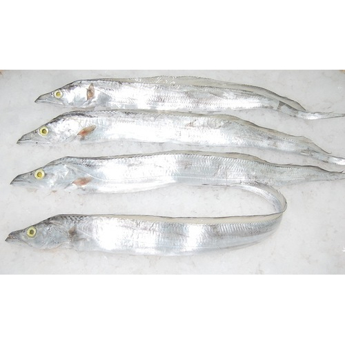Fresh Ribbon Fish, for Household, Packaging Type Thermocol Box, Rs 120