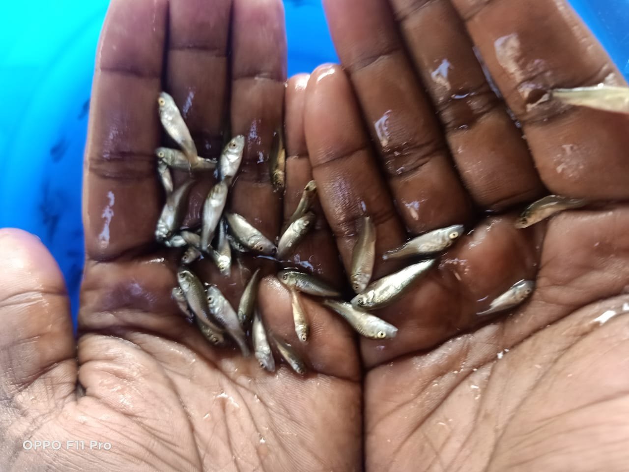 Amur Common Carp Fish Seed, 2030 Degree C, Packaging Size 6 Kg, Rs