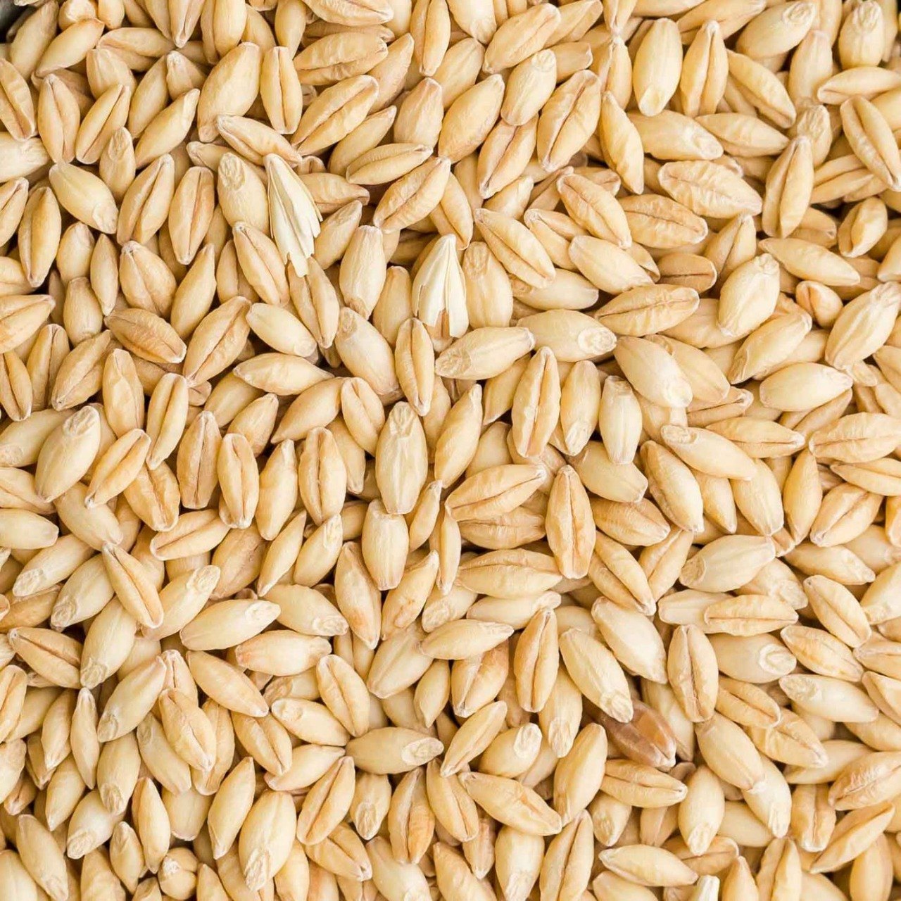 Hybrid Brown Barley Seed, High in Protein, Packaging Size 25 Kg, Rs 17