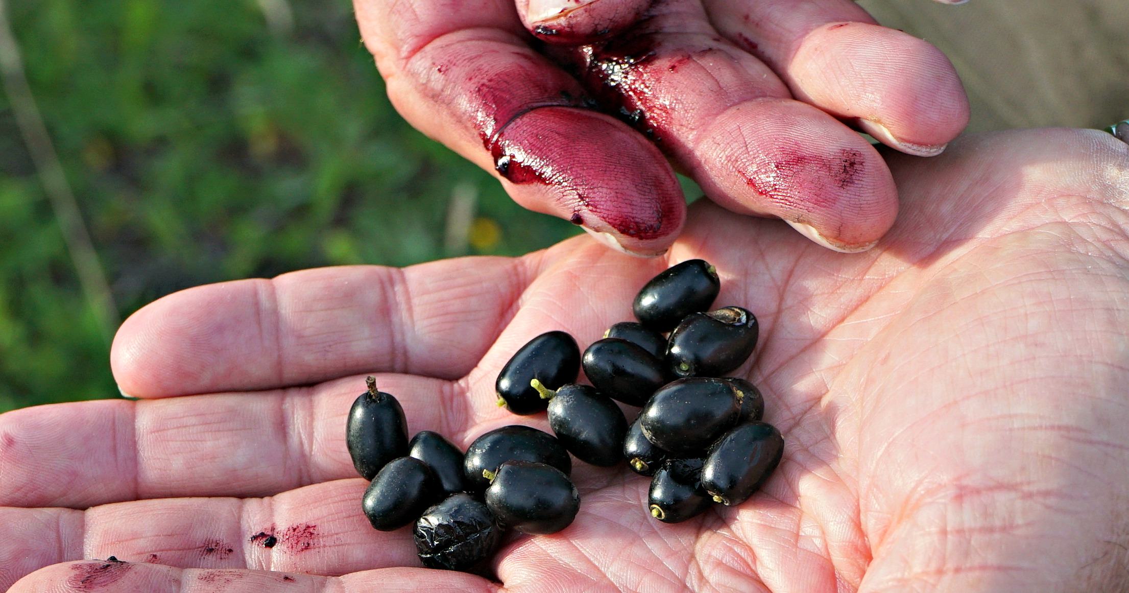 A Treasure Making Oil from Wild Olives
