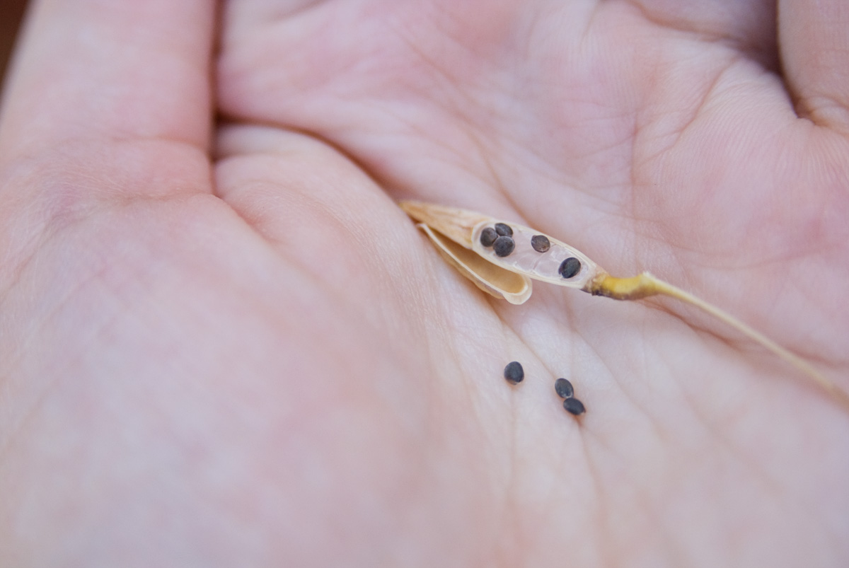 Rocket a bolt to seed with benefits 500m2 in Sydney