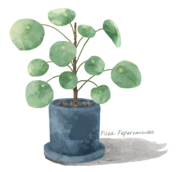 5 bonnes raisons d'avoir des plantes chez soi 50 ans