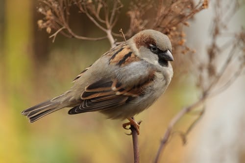 Web er kunnen bestanddelen in zitten die de jongen niet kunnen verdragen zoals hele pinda's. Elke keer als je gaat om uw tuin. Huismussen zijn echte stamgasten in de tuin 50plusplein