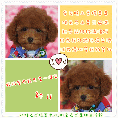 Teacup Poodle Mix Puppies