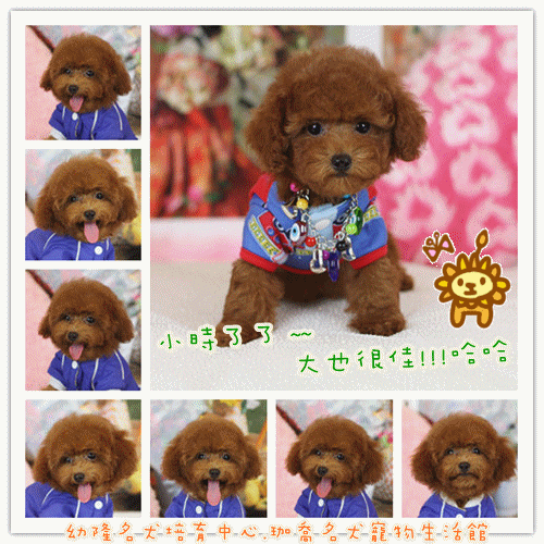 Teacup Poodle,Toy Poodles,Tiny Toys,Teacups Poodle Puppies For Sale