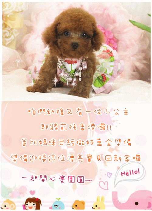 Teacup Poodle,Toy Poodles,Tiny Toys,Teacups Poodle Puppies For Sale