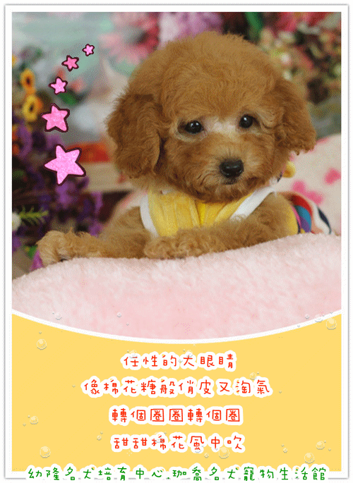 Teacup Poodle,Toy Poodles,Tiny Toys,Teacups Poodle Puppies For Sale