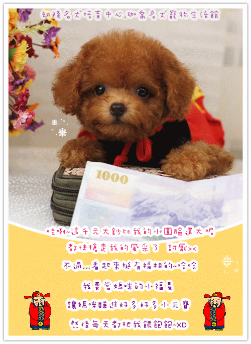 Teacup Poodle,Toy Poodles,Tiny Toys,Teacups Poodle Puppies For Sale