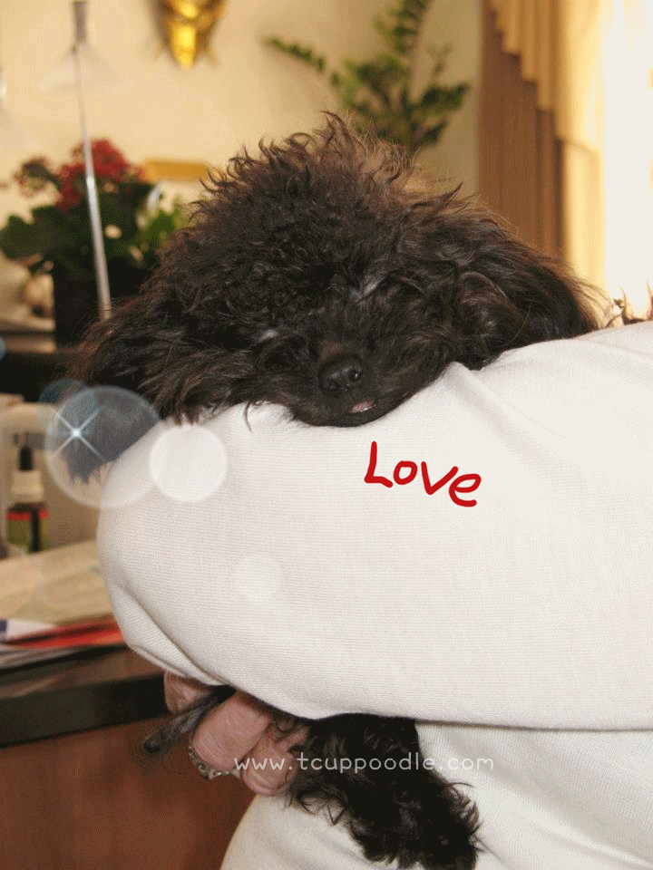 YouLong Poodle Breeding Center Rocky safely arrived in Switzerland