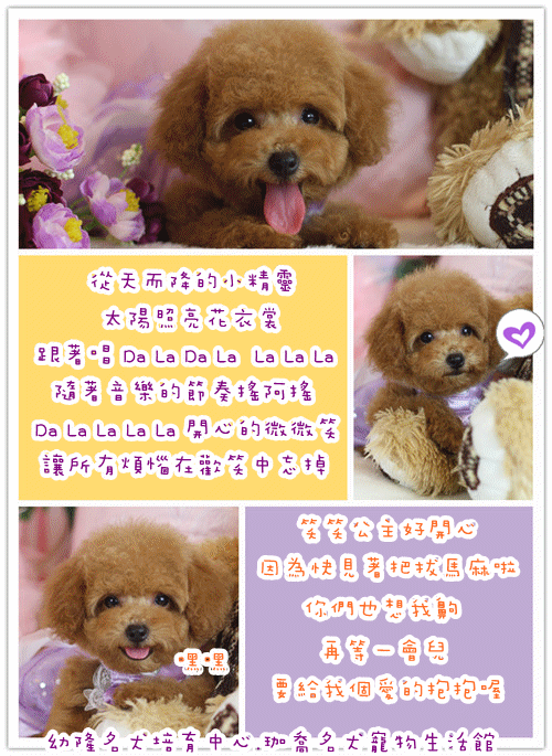 Teacup Poodle,Toy Poodles,Tiny Toys,Teacups Poodle Puppies For Sale