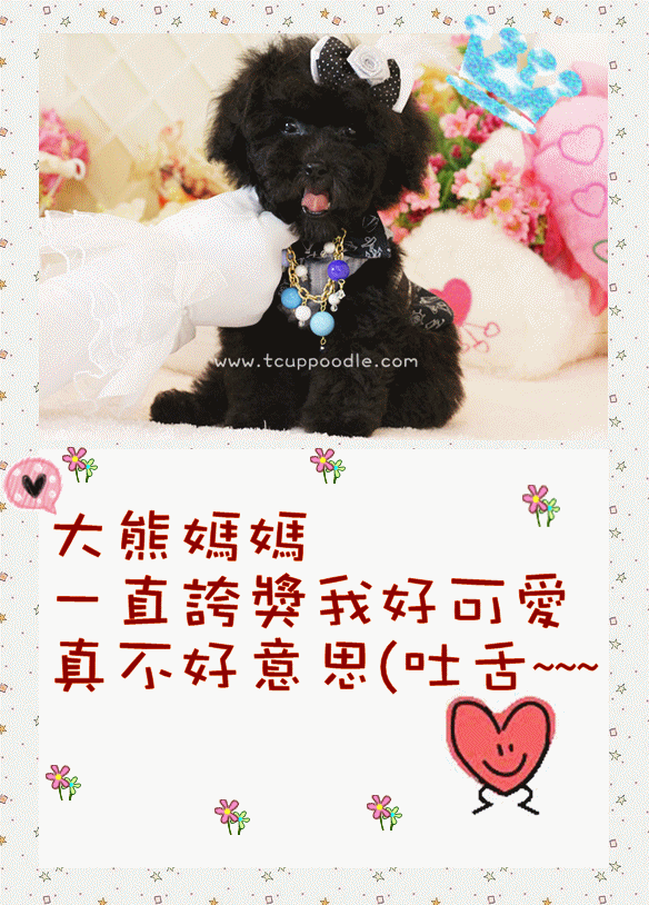 Teacup Poodle,Toy Poodles,Tiny Toys,Teacups Poodle Puppies For Sale