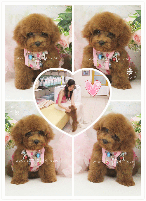 Teacup Poodle,Toy Poodles,Tiny Toys,Teacups Poodle Puppies For Sale