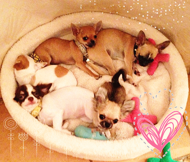 Teacup Poodle,Toy Poodles,Tiny Toys,Teacups Poodle Puppies For Sale