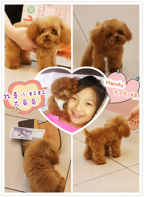 Teacup Poodle,Toy Poodles,Tiny Toys,Teacups Poodle Puppies For Sale