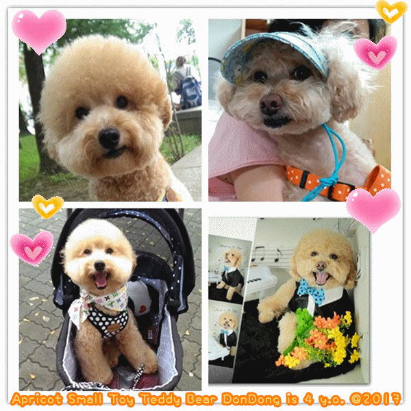 Teacup Poodle,Toy Poodles,Tiny Toys,Teacups Poodle Puppies For Sale