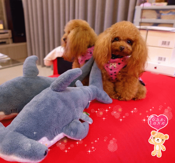 Teacup Poodle,Toy Poodles,Tiny Toys,Teacups Poodle Puppies For Sale