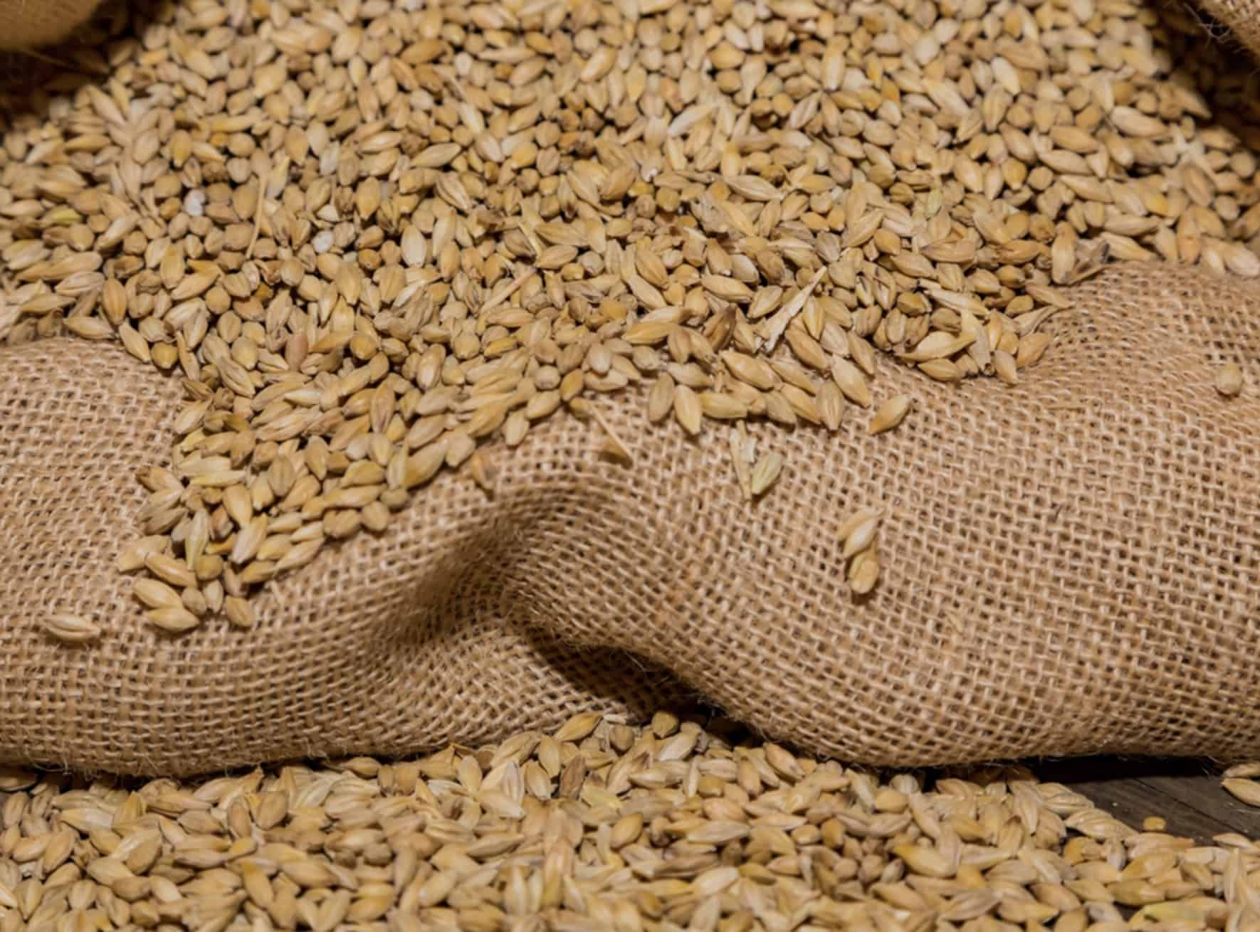 How to Malt Barley at Home StepbyStep Guide for Brewers