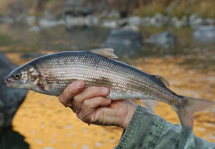 It Really is About the Whitefish – My Blog